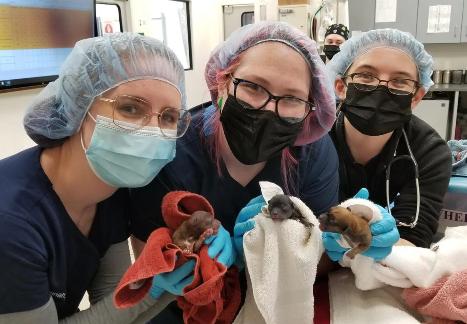 Pet+ER staff holding newborn puppies wrapped in cloths.